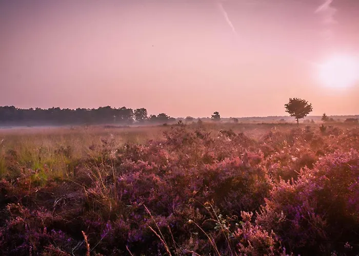 66 Persoons Veluwe Met Grillhuis * Voorthuizen